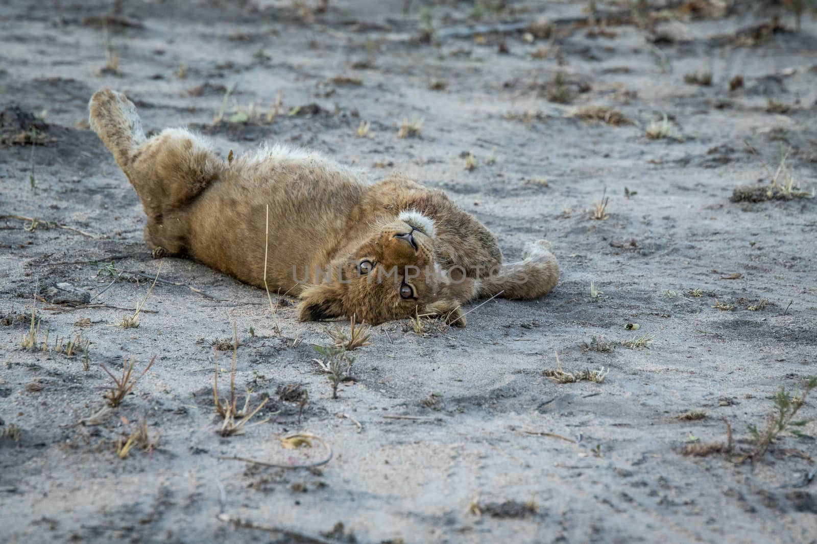 Lion cub rolling in the sand in the Sabi Sabi game reserve, South Africa.