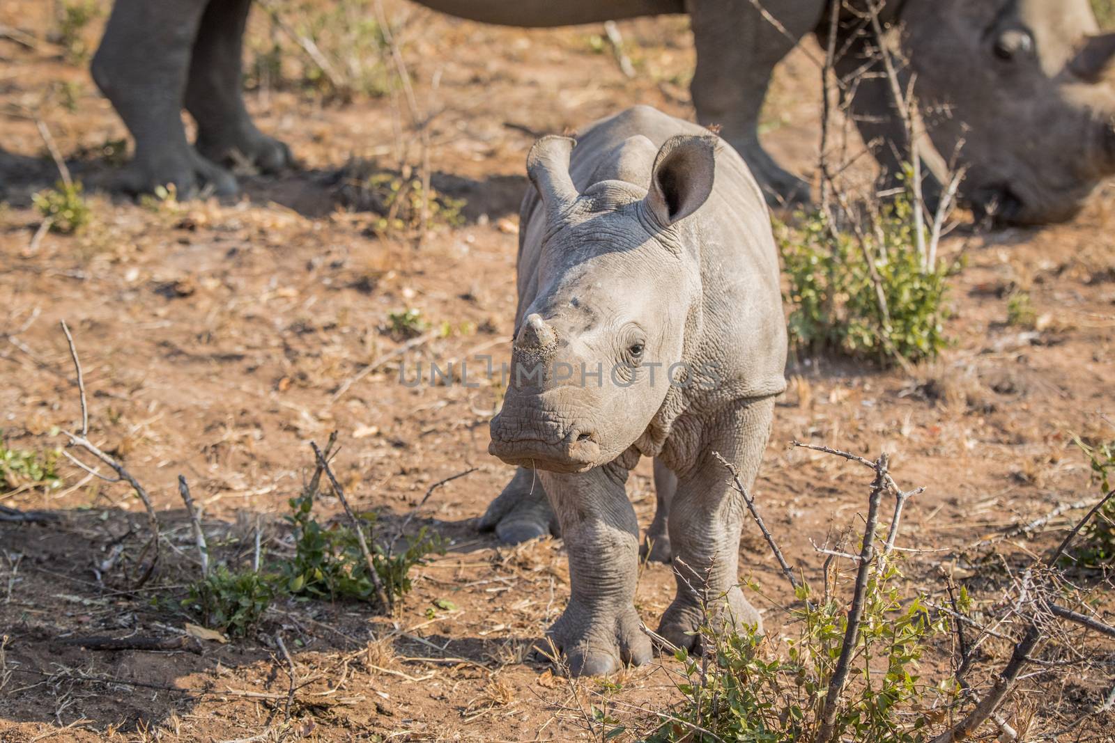 Baby White rhino in the Kruger National Park, South Africa.