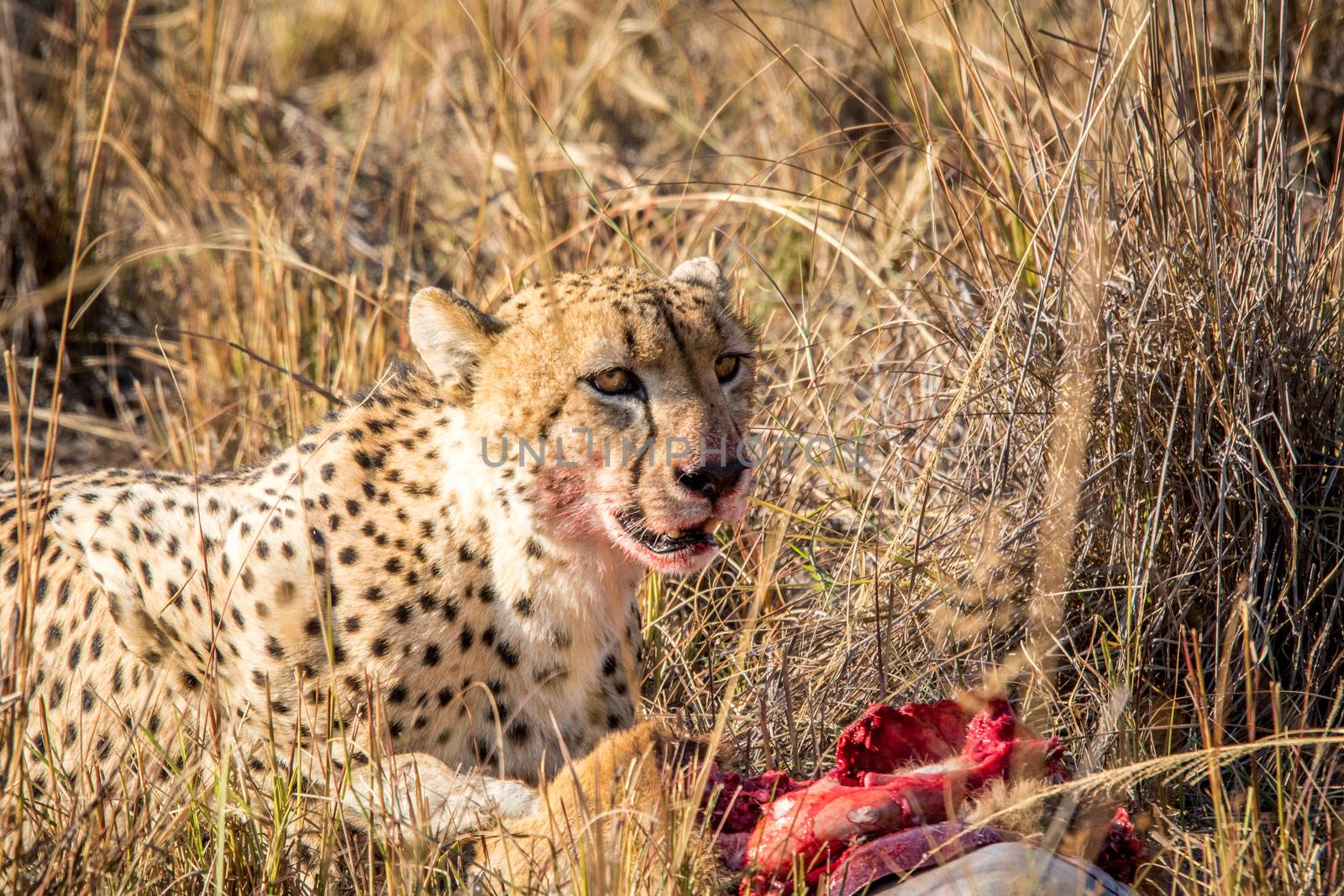 Cheetah eating from a Reedbuck carcass in the grass in the Sabi Sabi game reserve, South Africa.