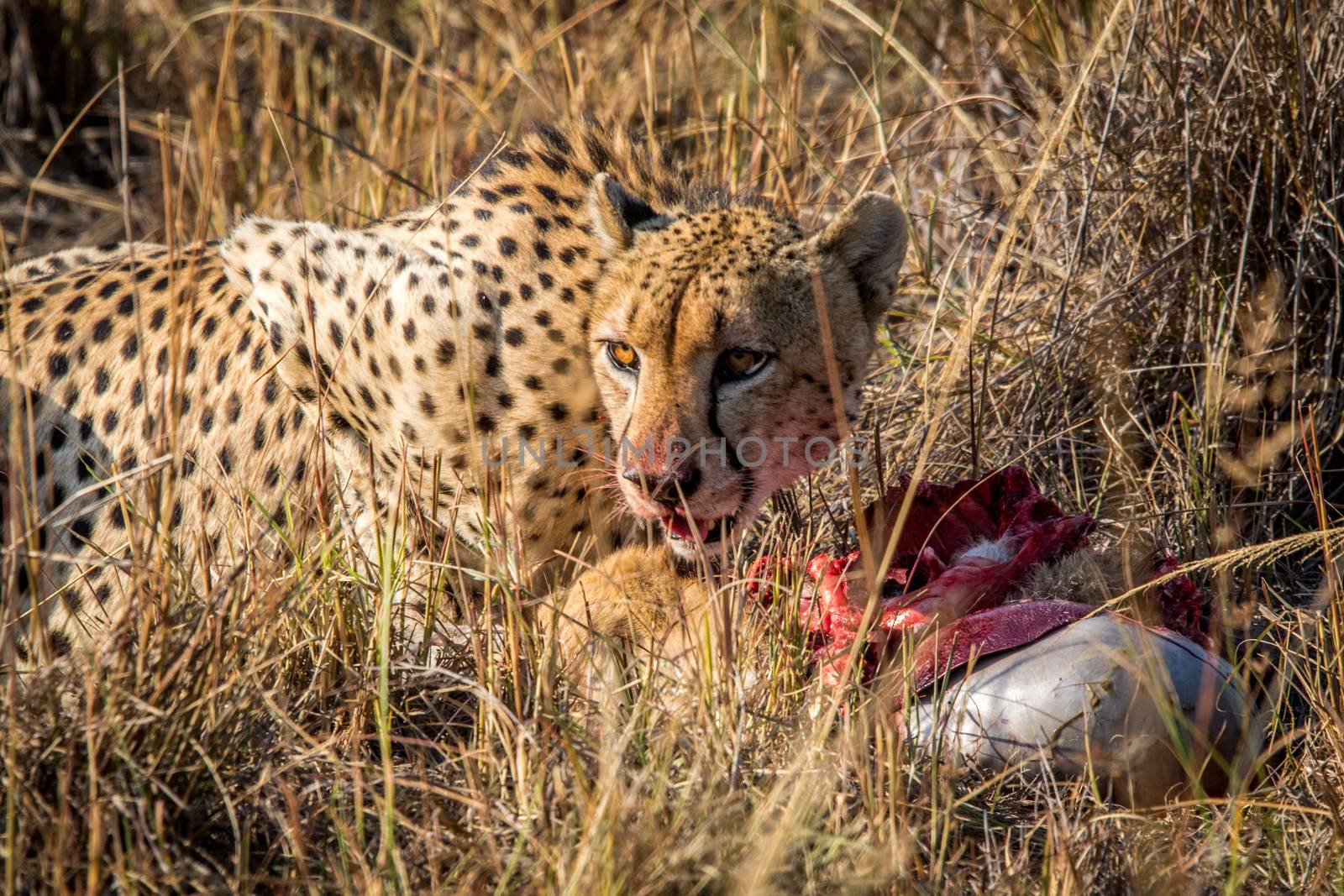 Cheetah eating from a Reedbuck carcass in the grass in the Sabi Sabi game reserve, South Africa.