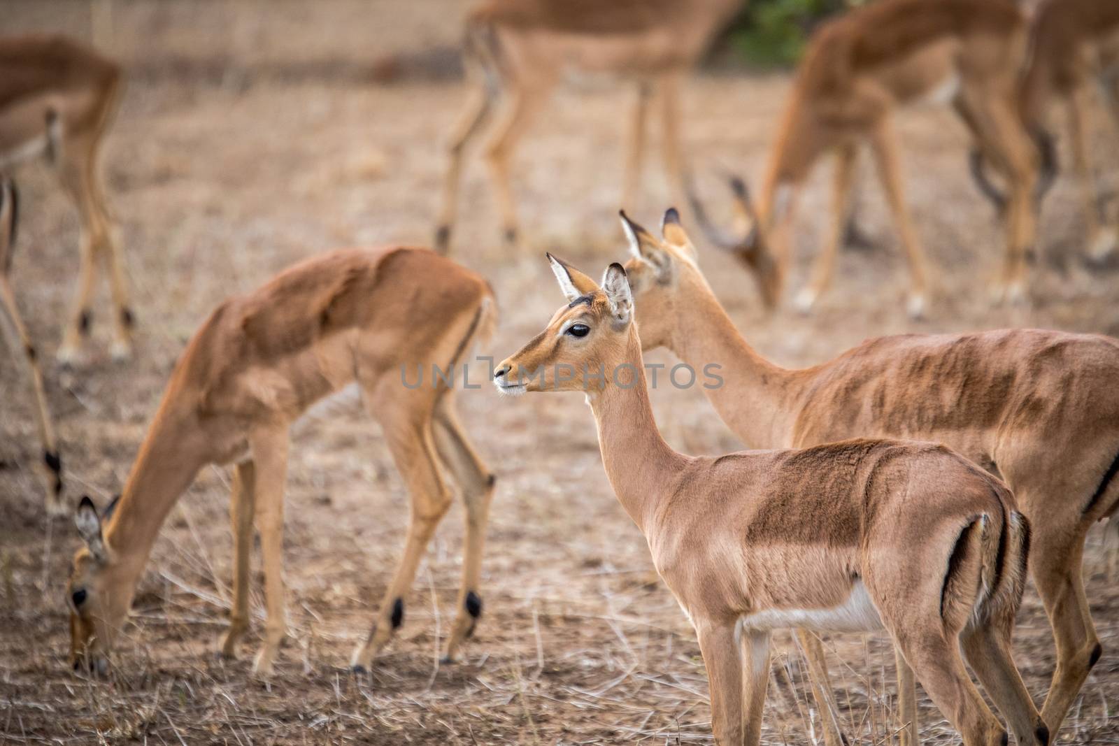 A group of female Impalas in Kruger. by Simoneemanphotography