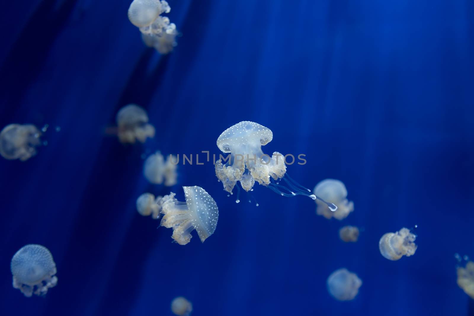 medusa jellyfish underwater diving photo egypt red sea by desant7474