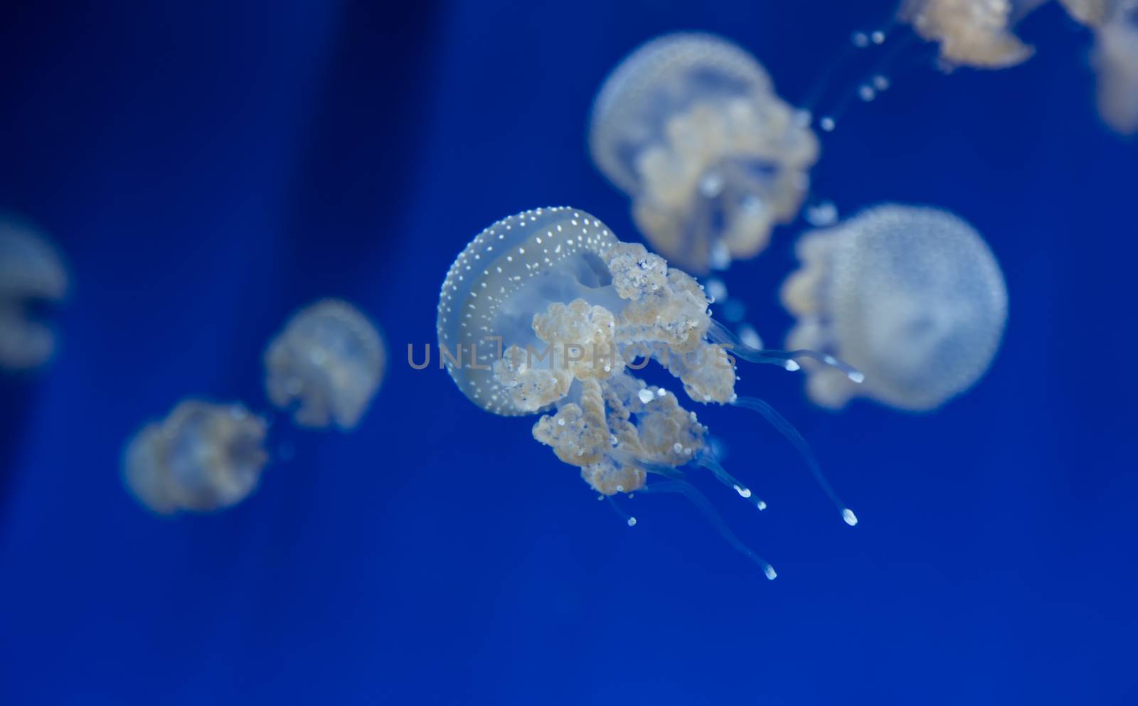 medusa jellyfish underwater diving photo egypt red sea