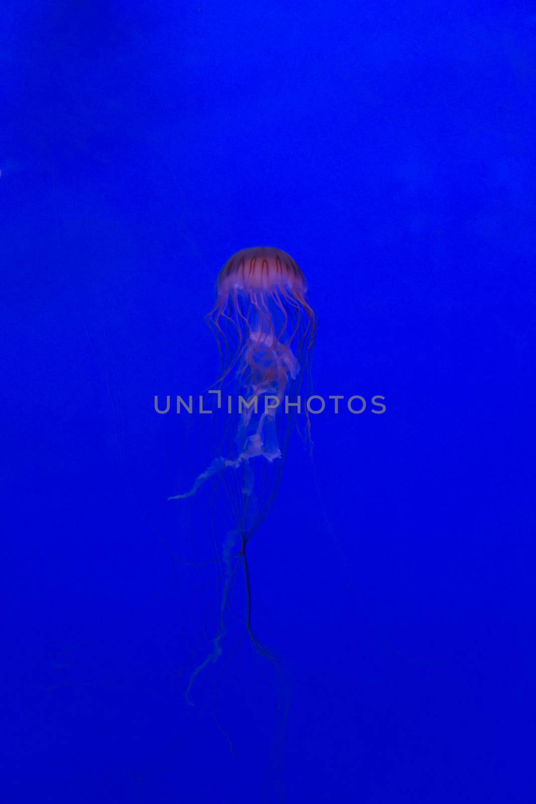 medusa jellyfish underwater diving photo egypt red sea by desant7474