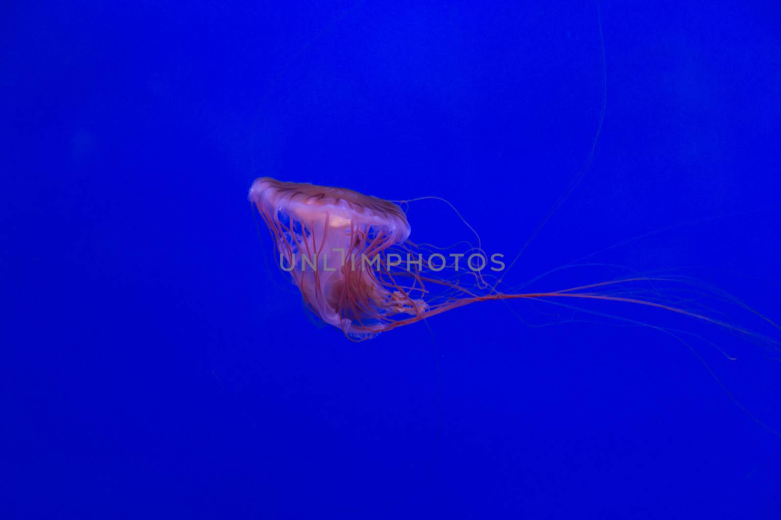 medusa jellyfish underwater diving photo egypt red sea by desant7474