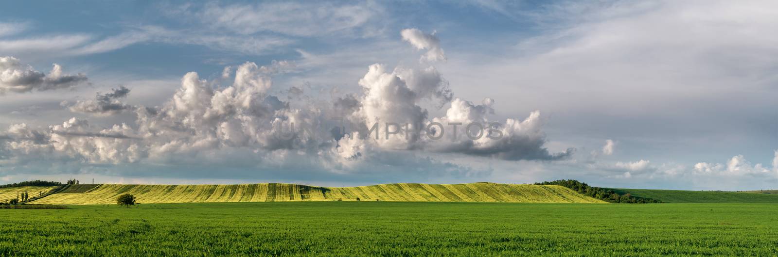 Panorama. Legumes and cereals field against the sky.