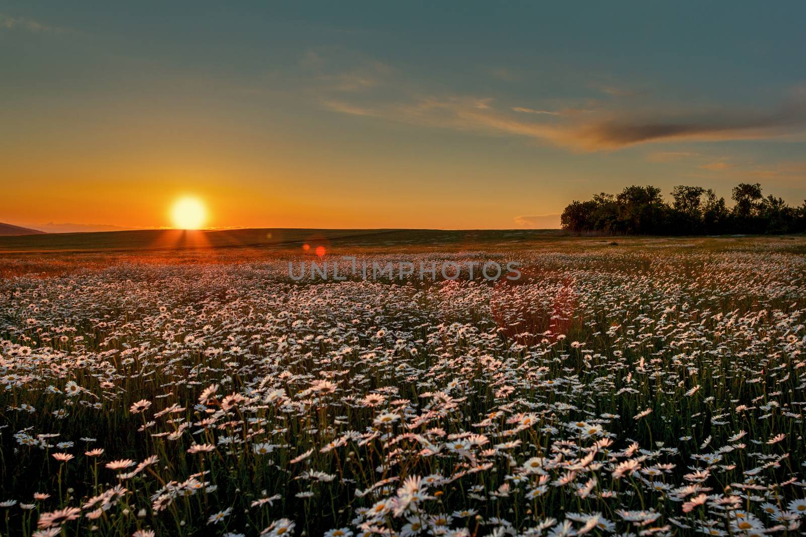 Sunset over a field of chamomile by fogen