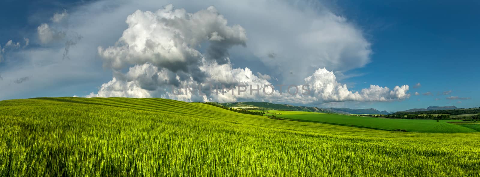 Panorama. Wheat field on a background of cloudy sky.