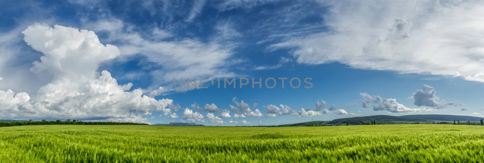 Wheat field on a background of cloudy sky.
