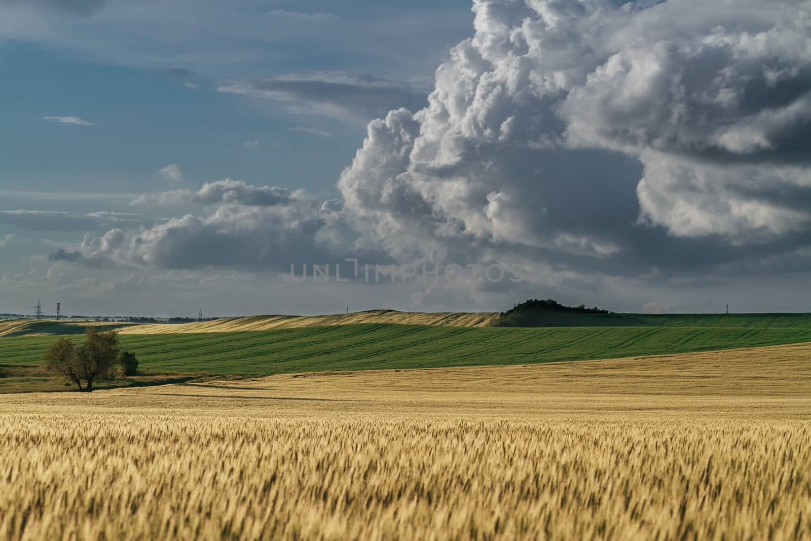 Panorama ripening wheat field by fogen