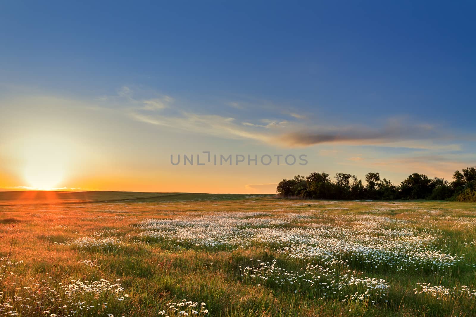 Sunset over a field of chamomile by fogen