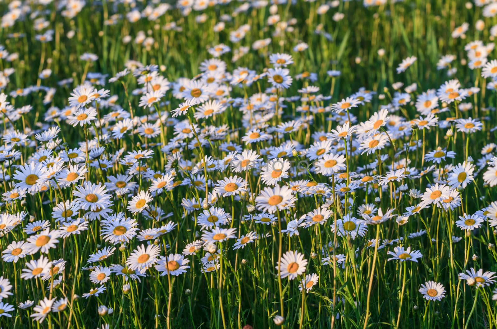 Wild chamomile flowers on a field on a sunny day. by fogen