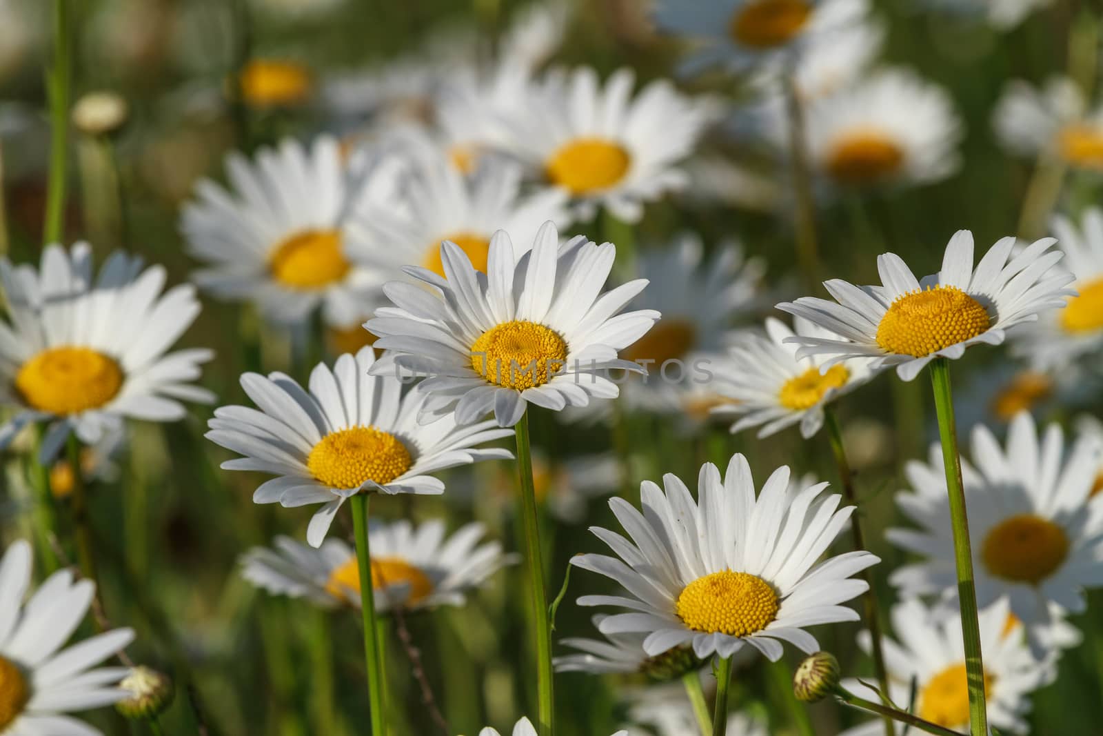 fresh wild daisies on a sunny day, close up, top view