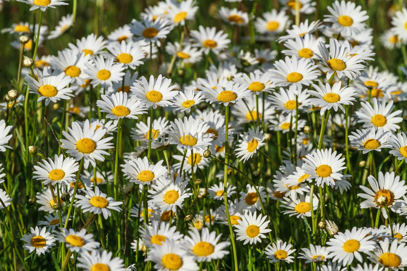 fresh wild daisies on a sunny day, close up, top view