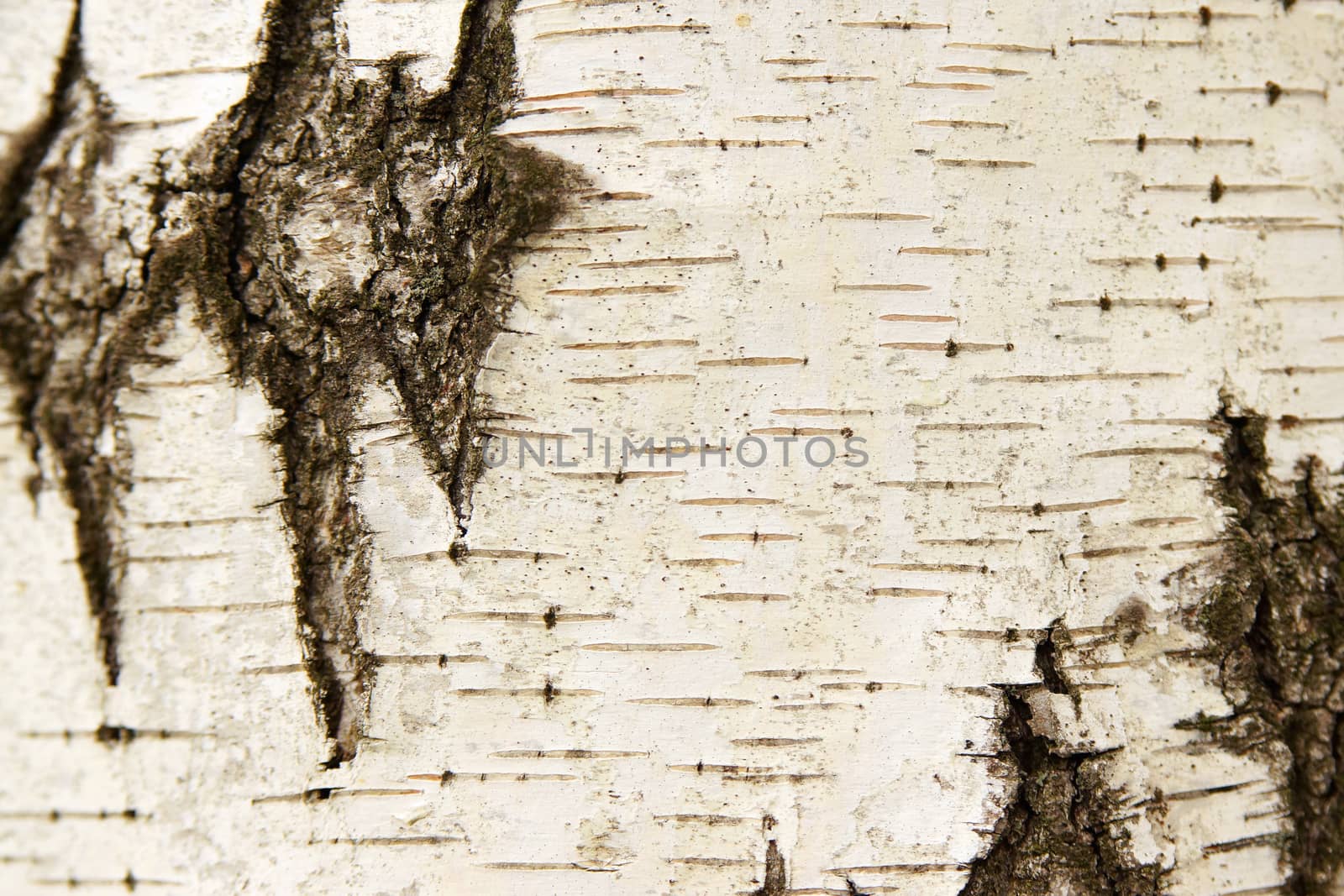 White birch bark texture by mowgli