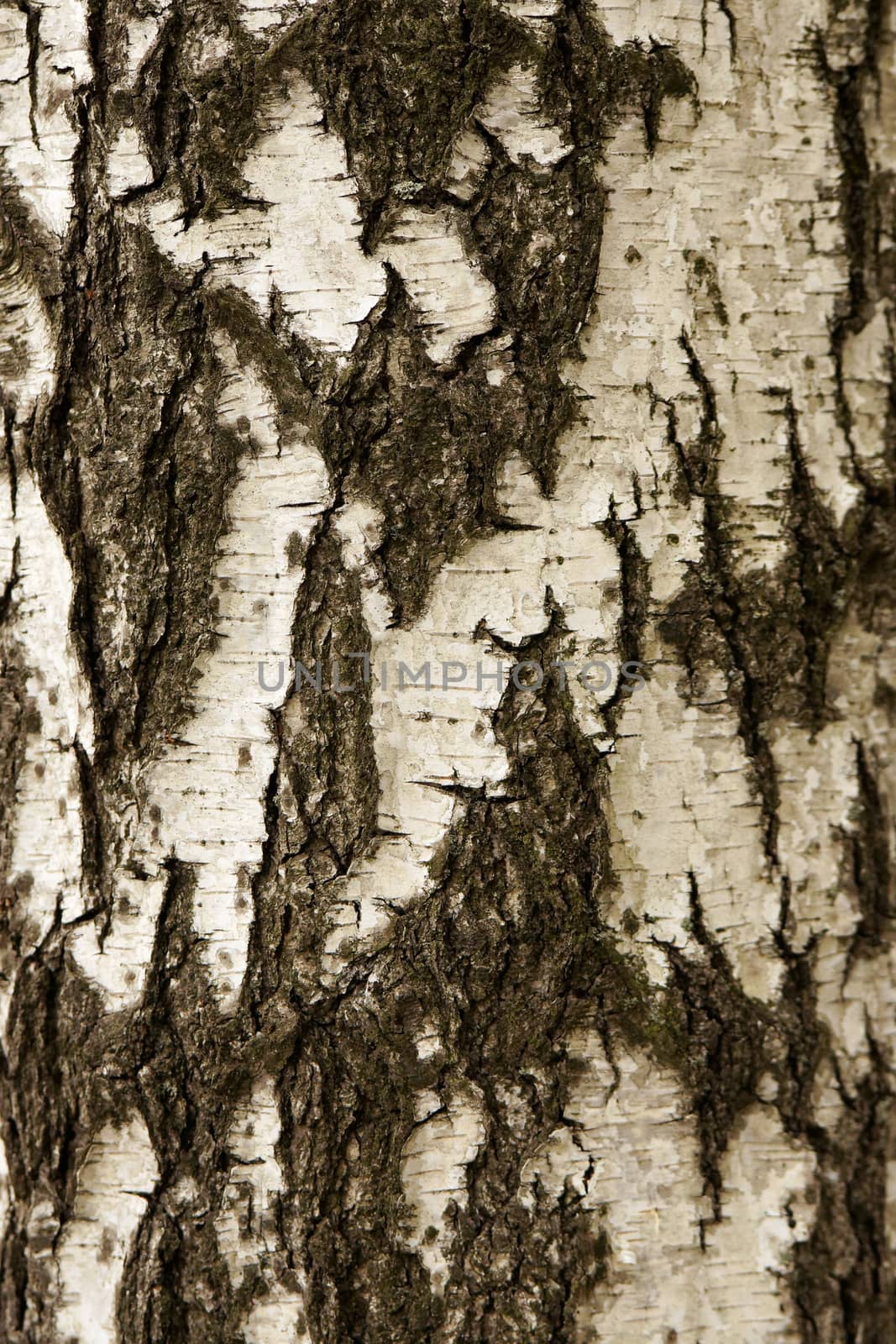 White birch bark macro background texture. Yasnaya Polyana Tula Russia.