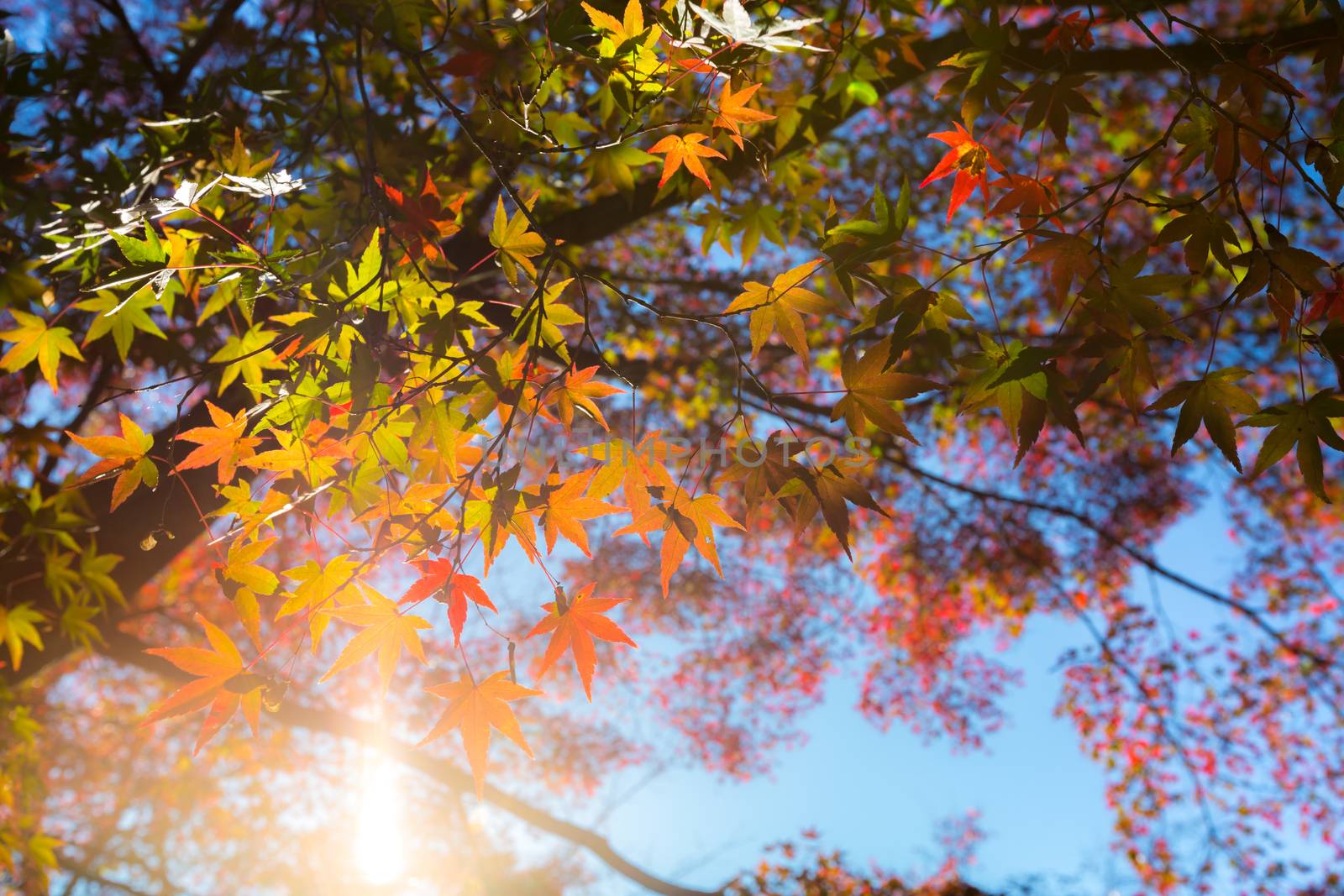 autumn leaves Yellow, orange and red in beautiful fall park.