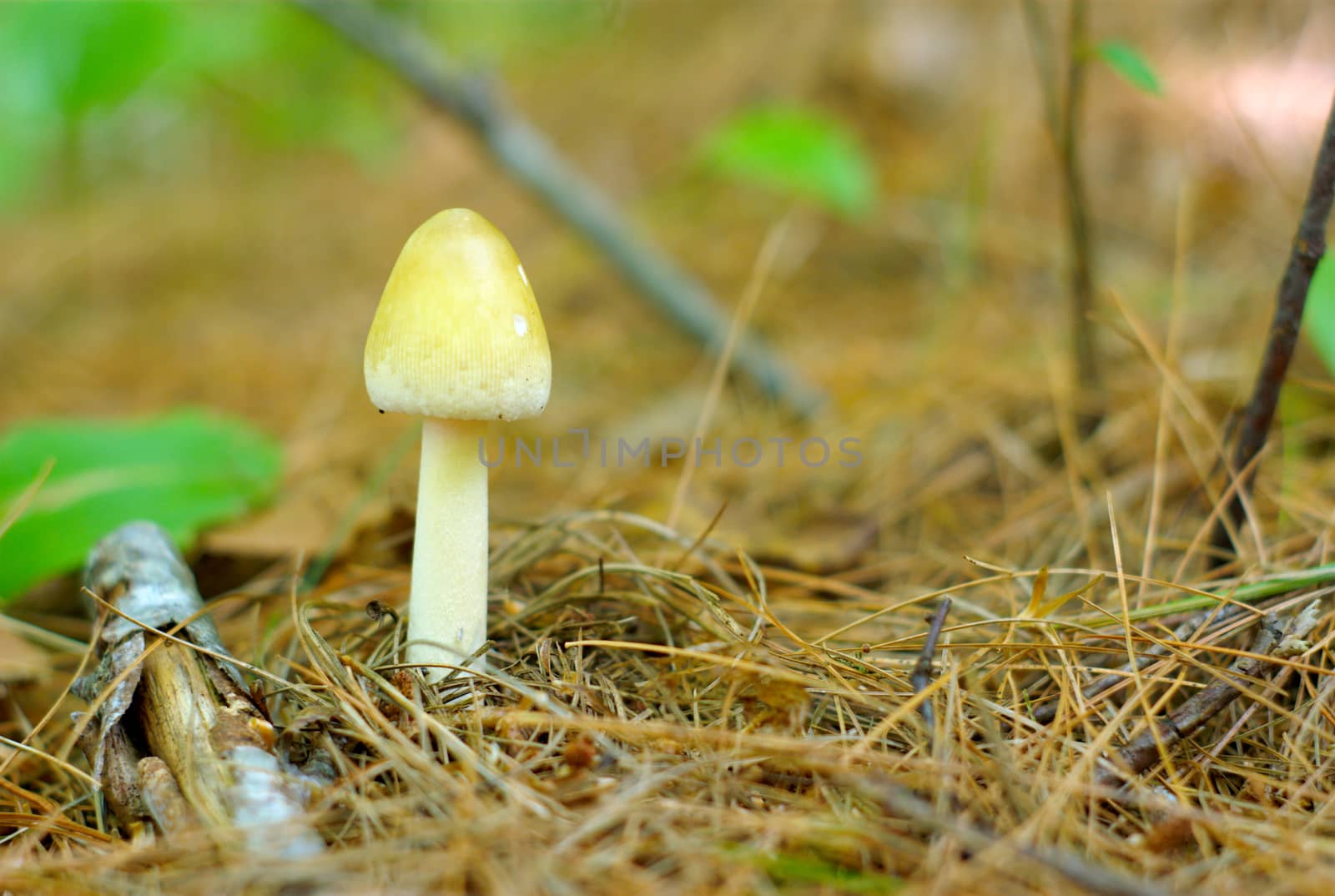 white mushroom growing in the forest ecosystem
