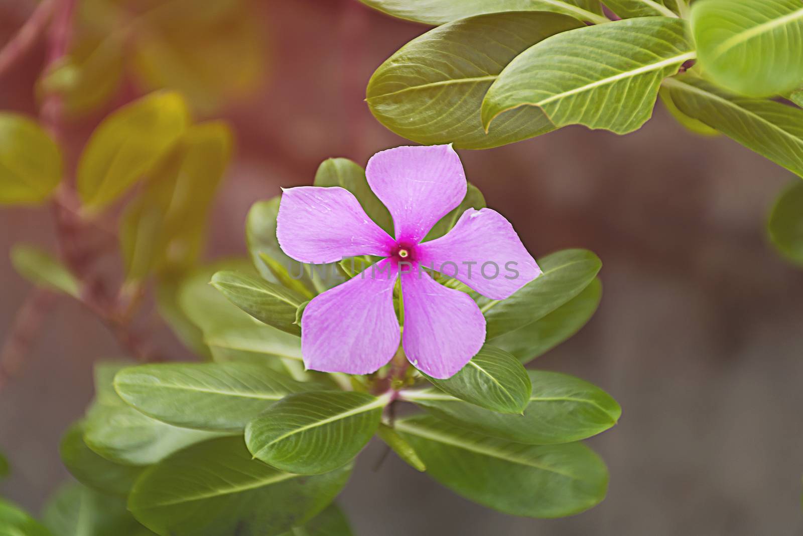Purple Catharanthus roseus flower. Pink Wildflower.