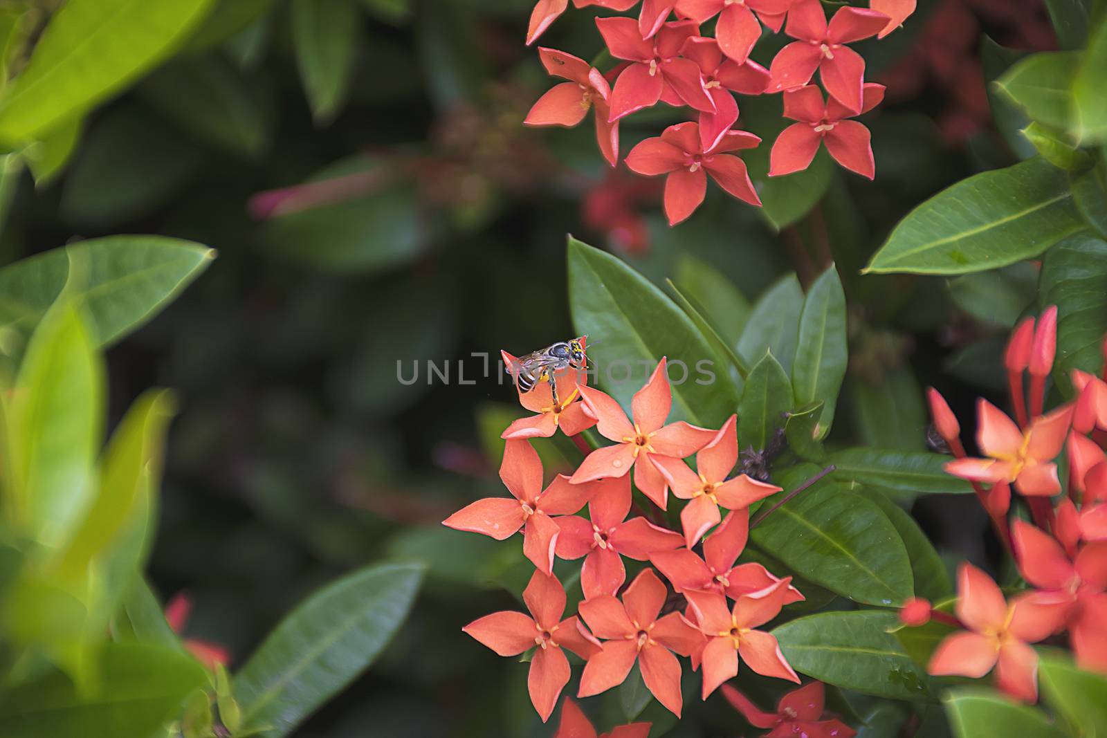 Bee on red spike flower. Ixora Rubiaceae stricta flora. by sky_sirasitwattana
