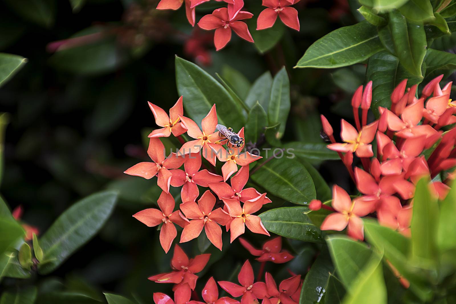 Bee on red spike flower. Ixora Rubiaceae stricta flora in Thailand.