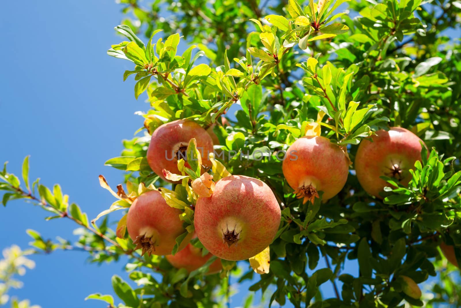 Pomegranate against blue sky background