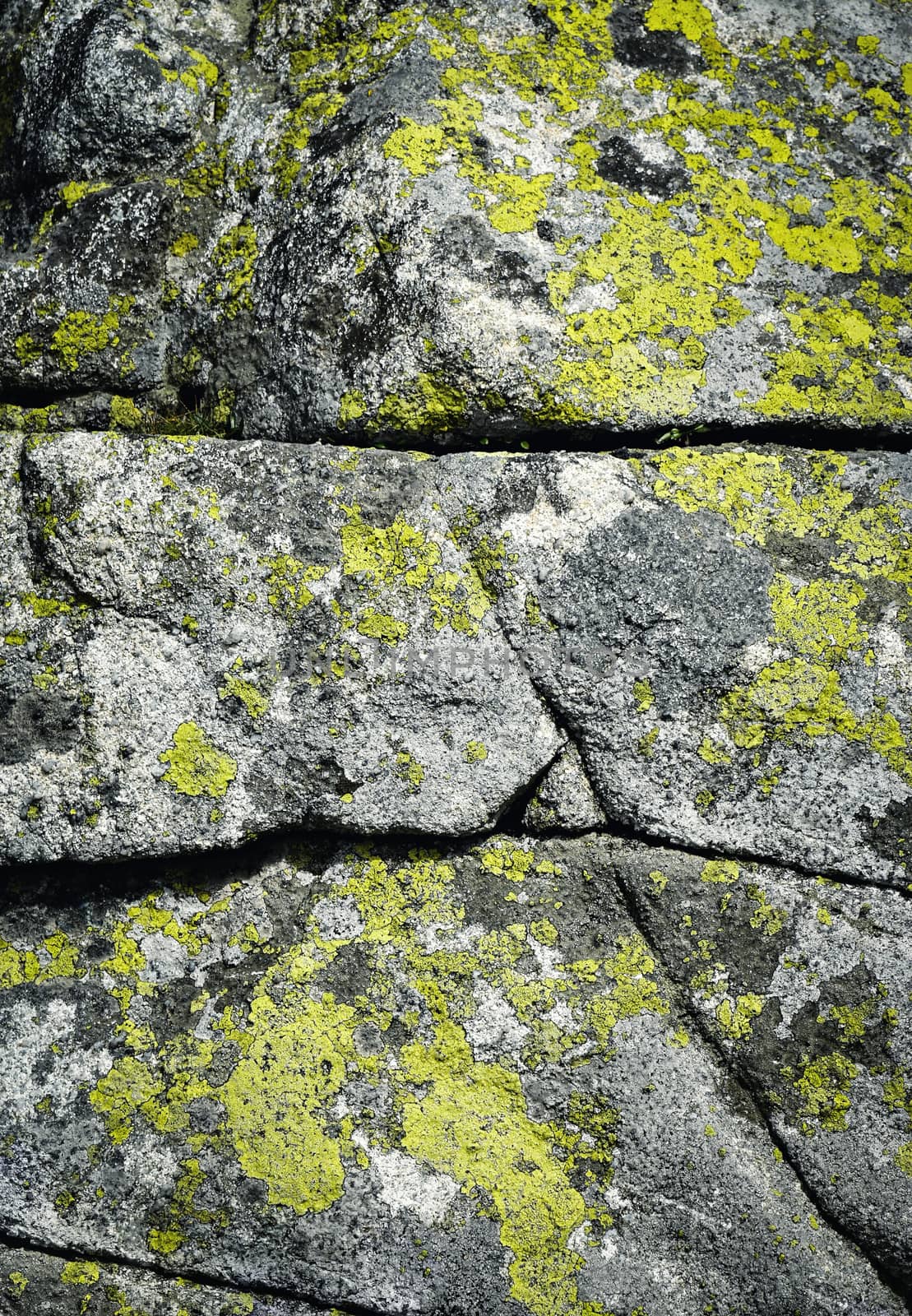 line on a granite rock with yellow moss by Ahojdoma