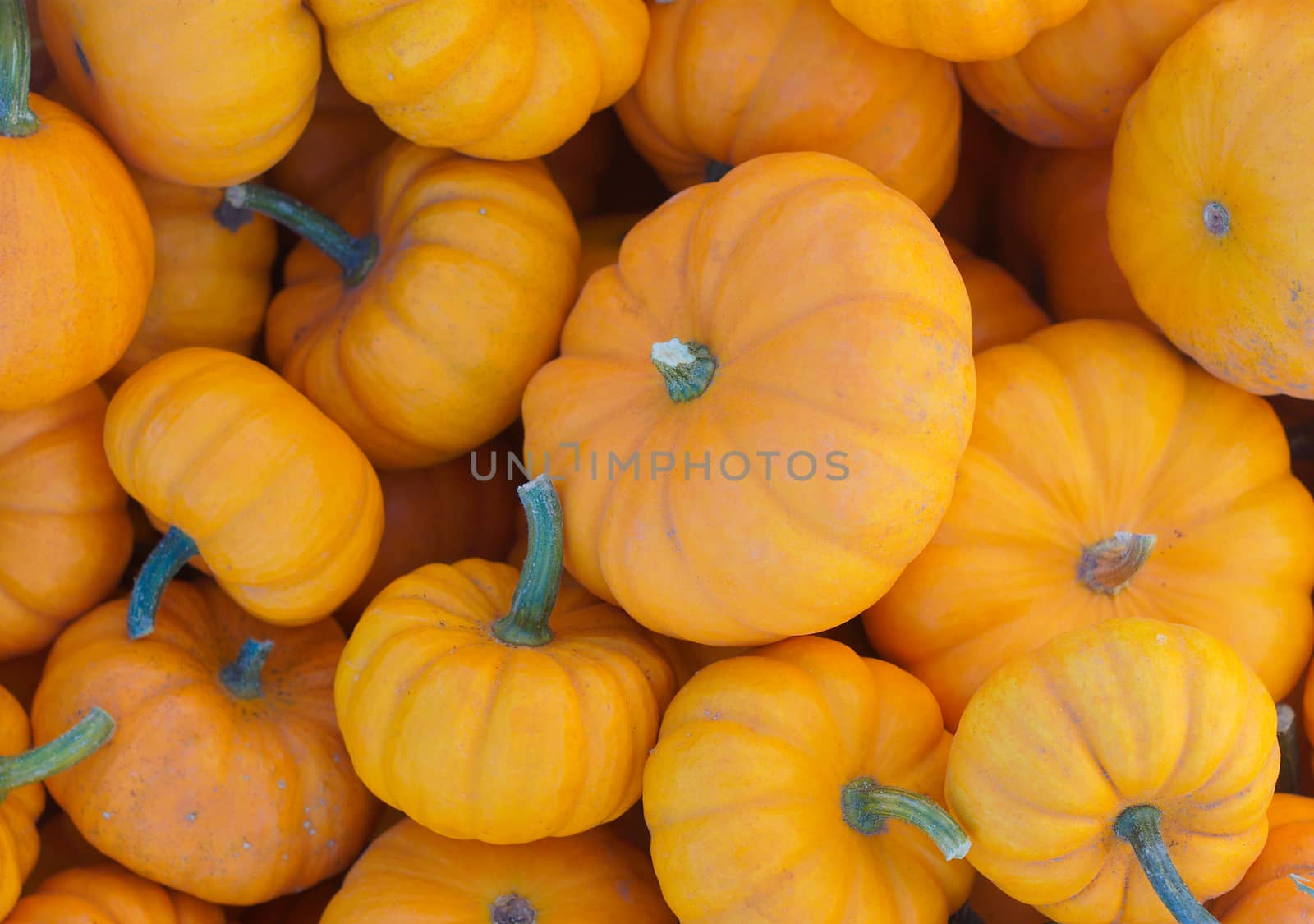 littles pumpkins at the market crop view for halloween or thanksgiving