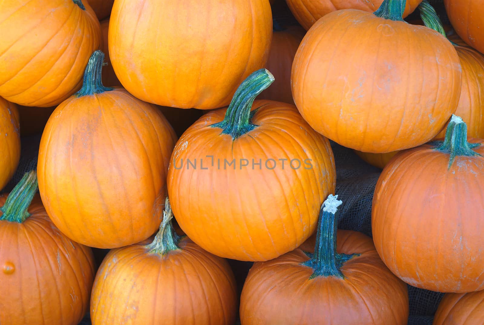 halloween and thanksgiving orange pumpkins at the market in october or november