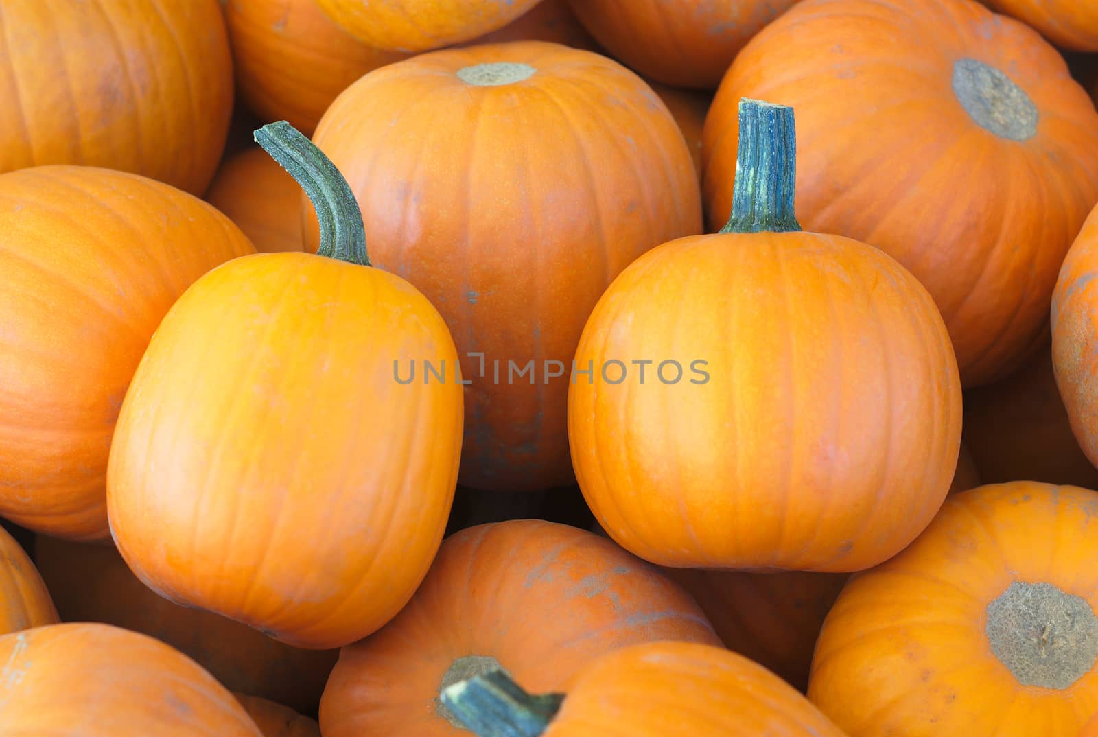 pumpkins at the market for halloween or thanksgiving by jacquesdurocher