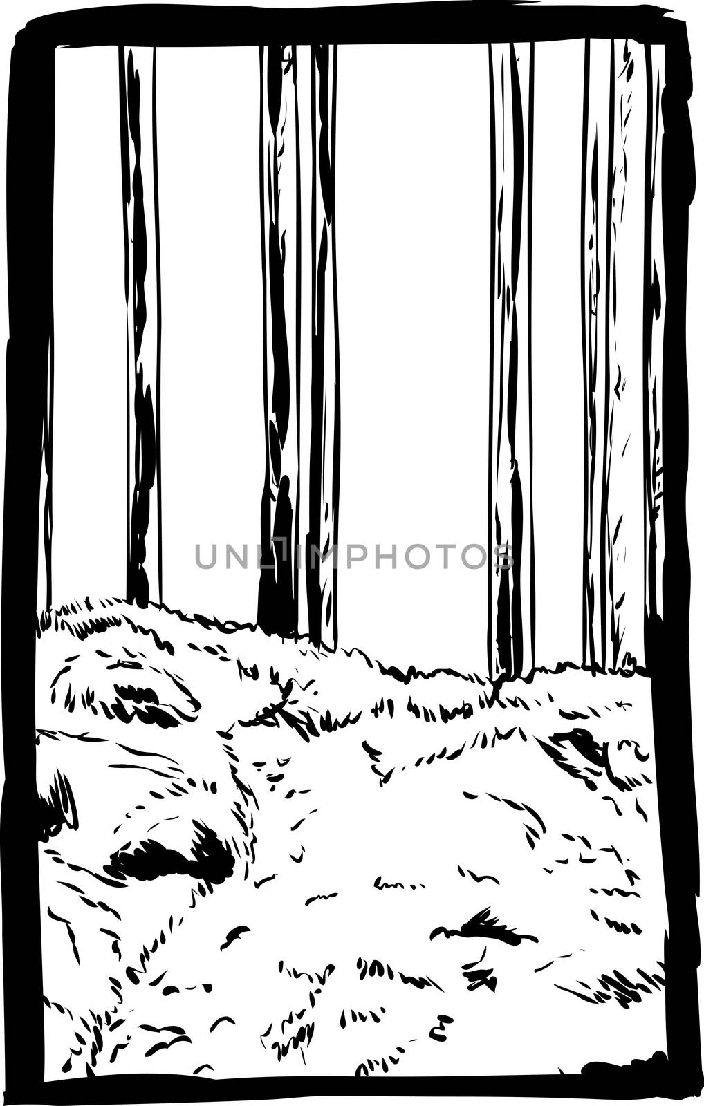 Outlined sketch of tall forest trees in background of trail