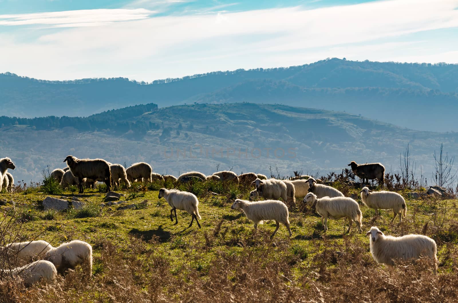 sheep grazing by alanstix64