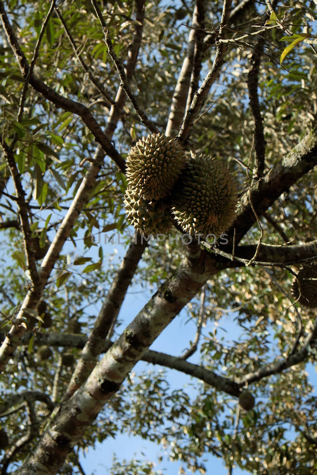 Group of durian fruit on branch of tree in garden, durian fruits is special agricultural product with good taste in autumn at Vietnam