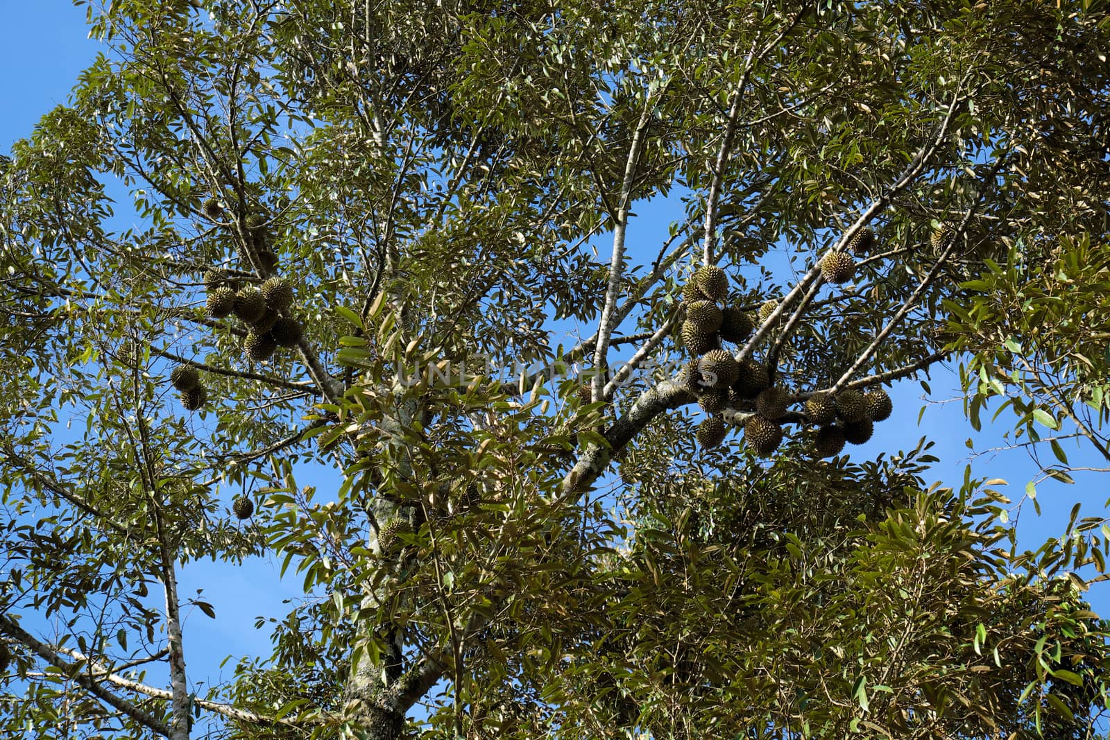 Group of durian fruit on branch of tree in garden, durian fruits is special agricultural product with good taste in autumn at Vietnam