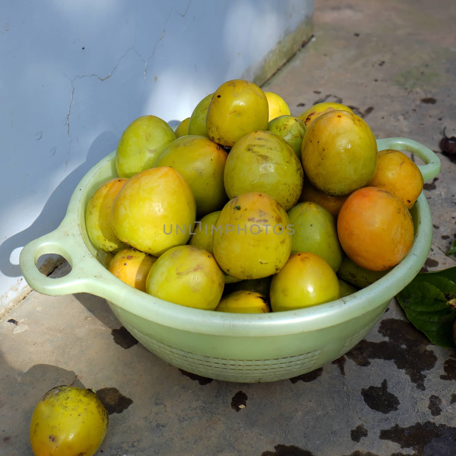 Group of persimmon fruit just harvest from persimmons tree, is special agricultural product of tropical country as Vietnam