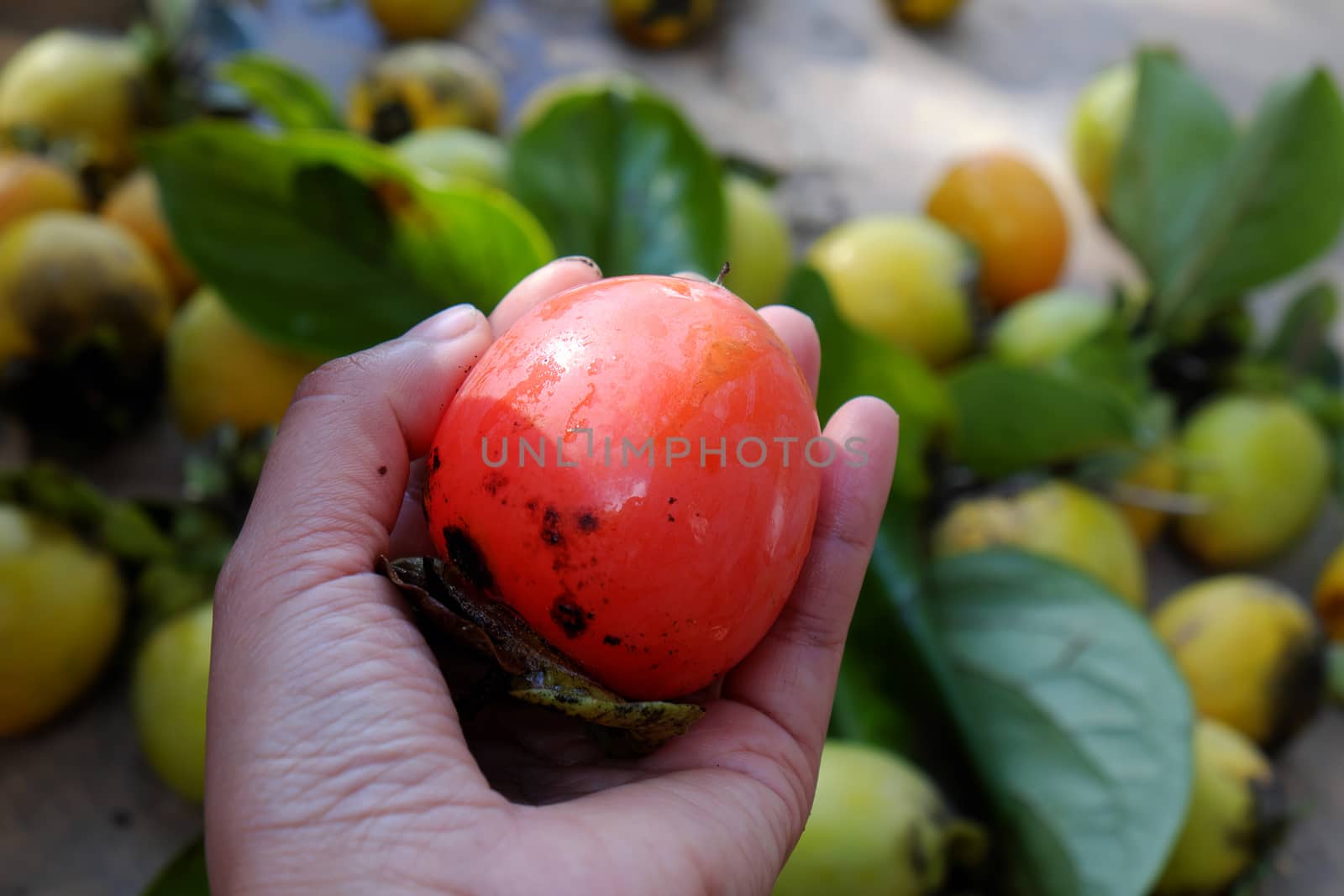 Group of persimmon fruit just harvest from persimmons tree, is special agricultural product of tropical country as Vietnam