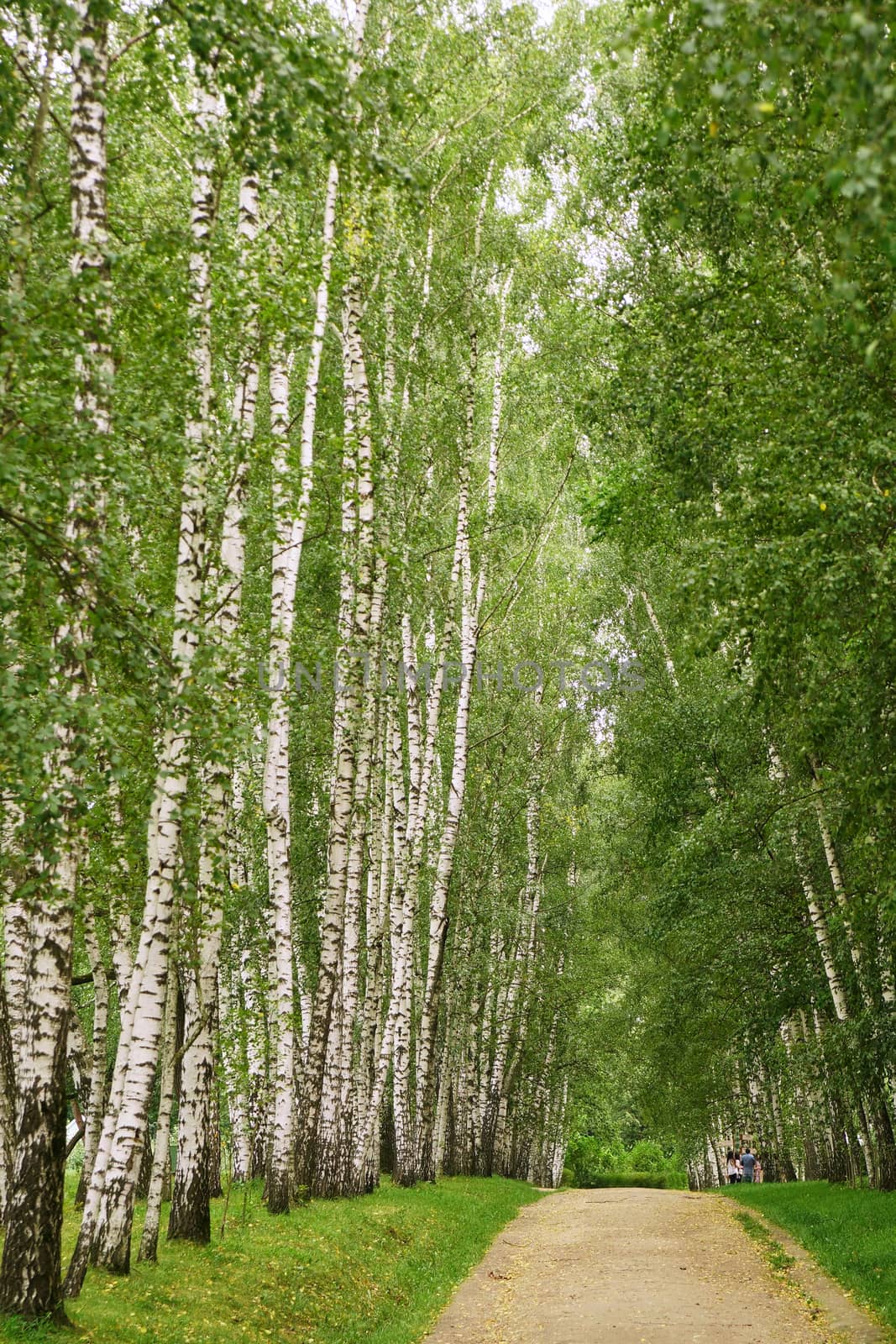 Birch alley in Yasnaya Polyana near Tula city, Russia