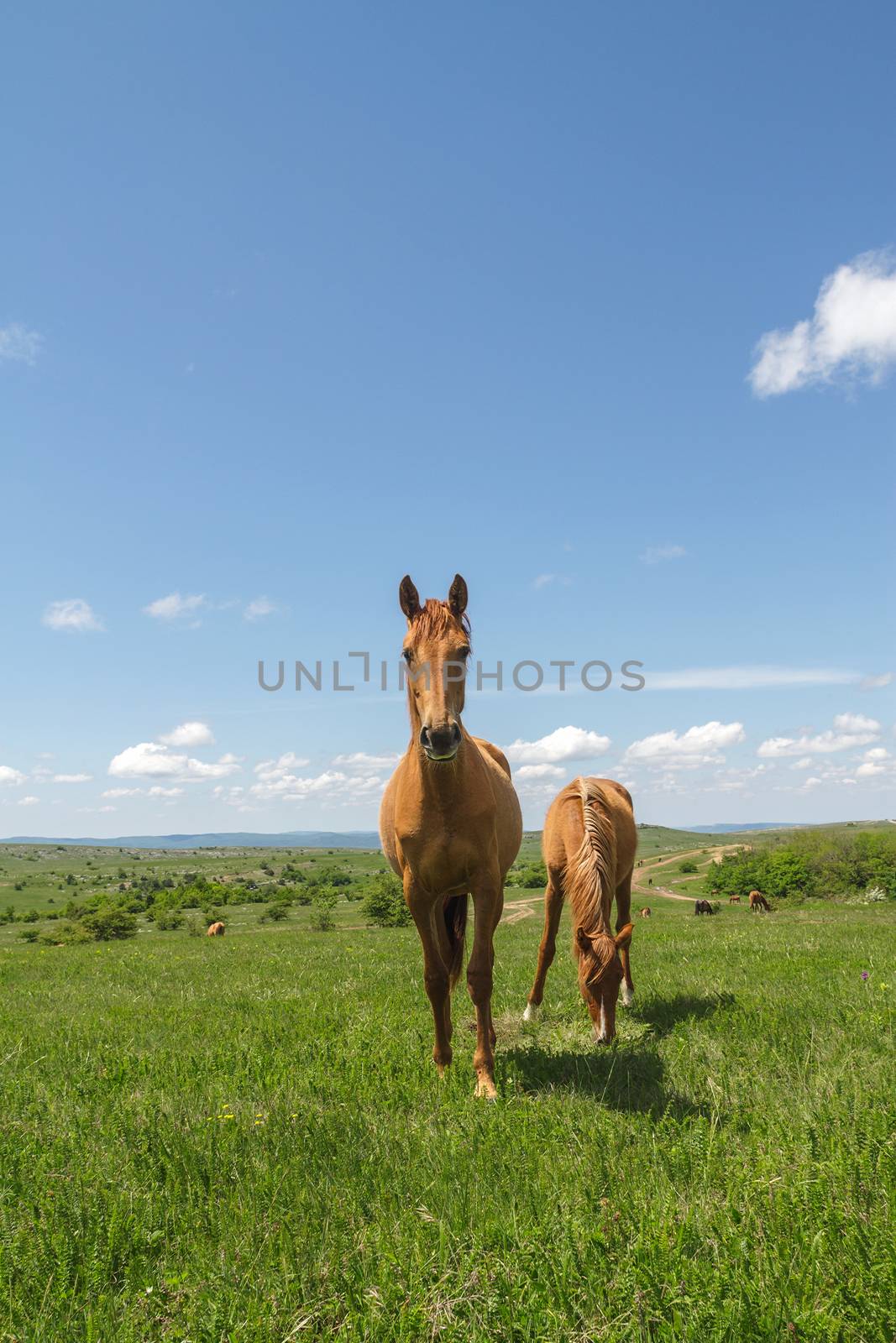 horses in the pasture near the waterhole