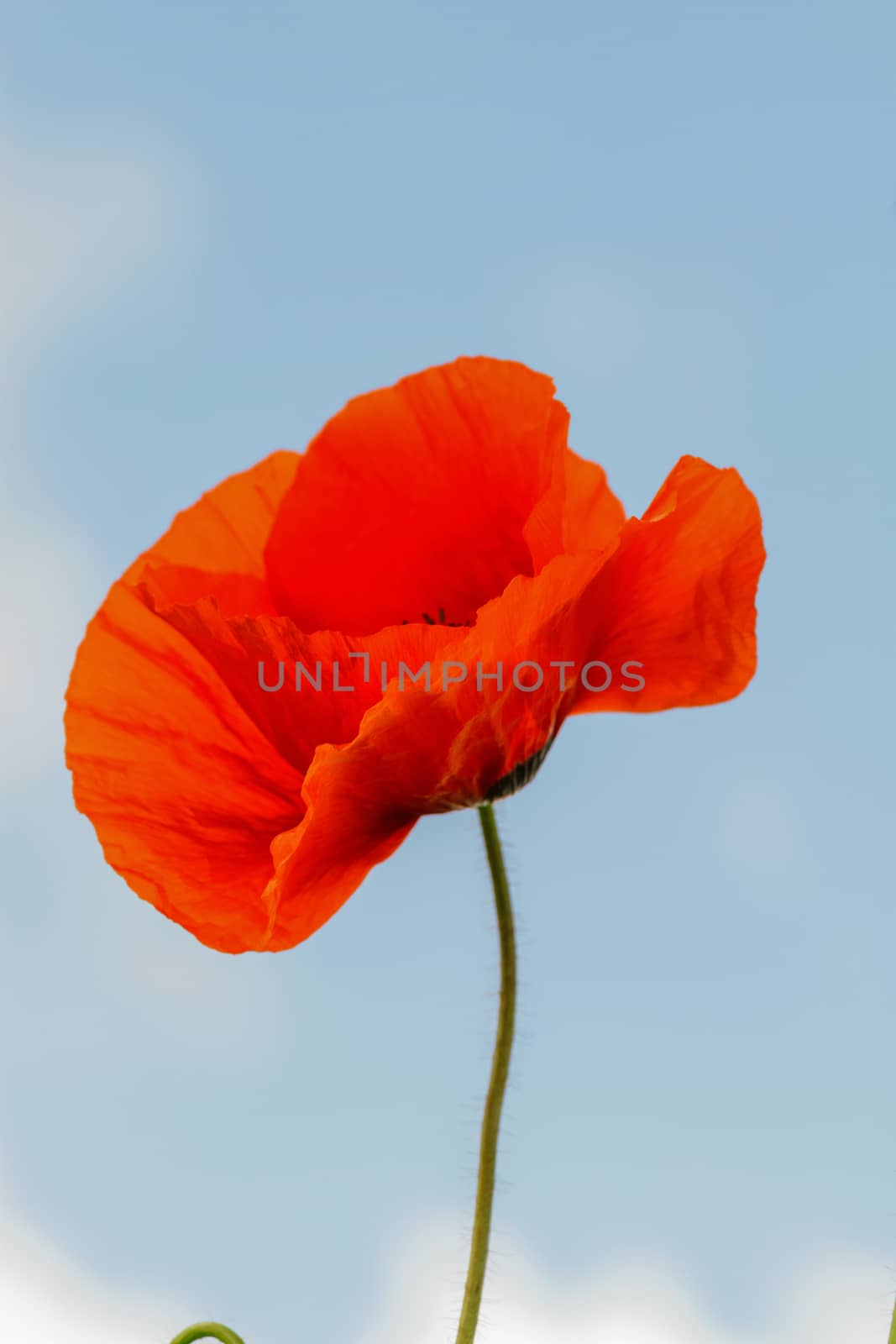 Single flower of wild red poppy on blue sky background with focus on flower by fogen