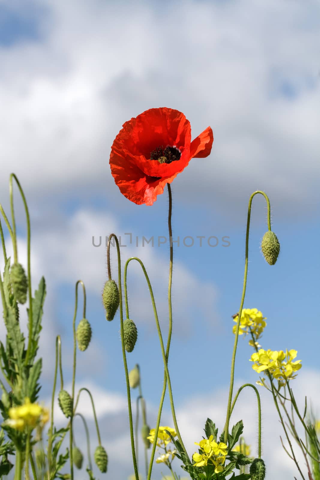 Lonely poppy on a background of yellow flowers and cloudy sky by fogen