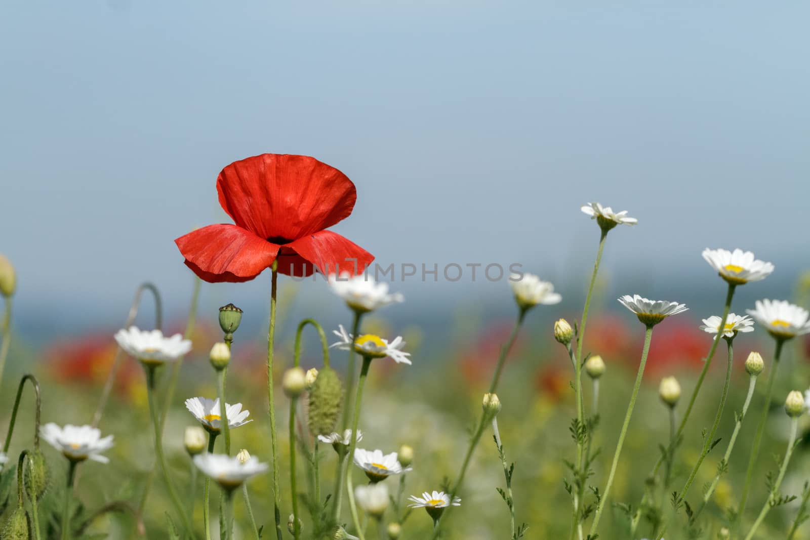 Field of poppies and daisies by fogen