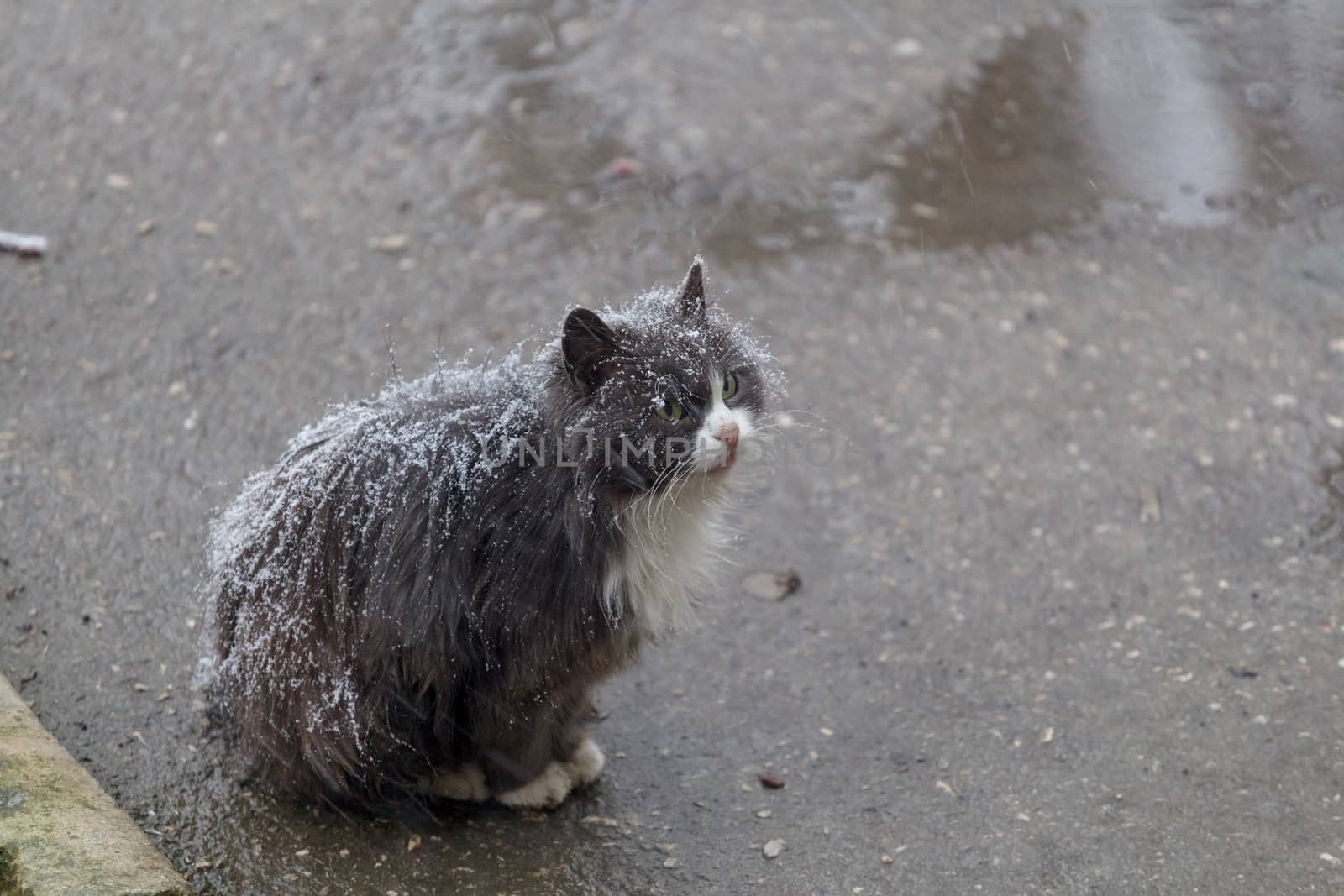 Homeless cat on street by fogen