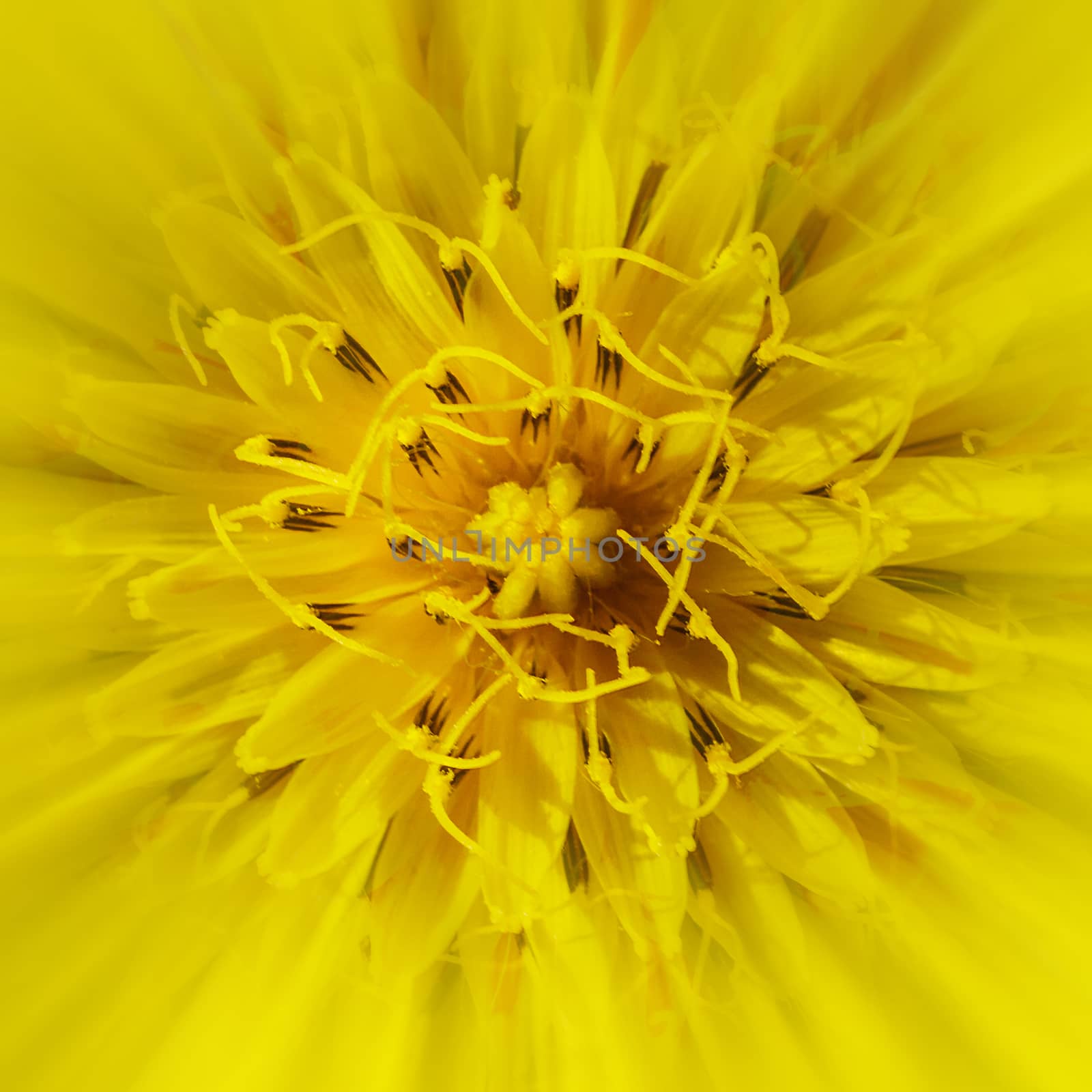 Abstract background, yellow flower extreme close up