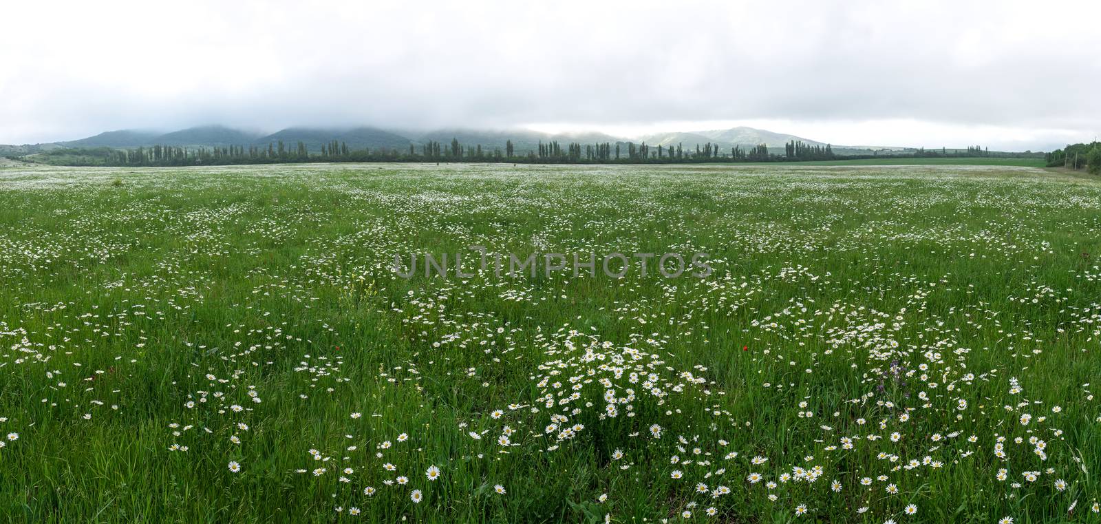 panoramic field of chamomile on a background of morning fog