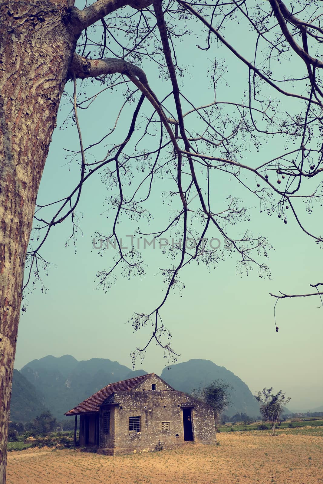 Amazing scene of at Quang Binh countryside,Vietnam. Abandoned stone house under big neem tree in summer, a place for discover tour