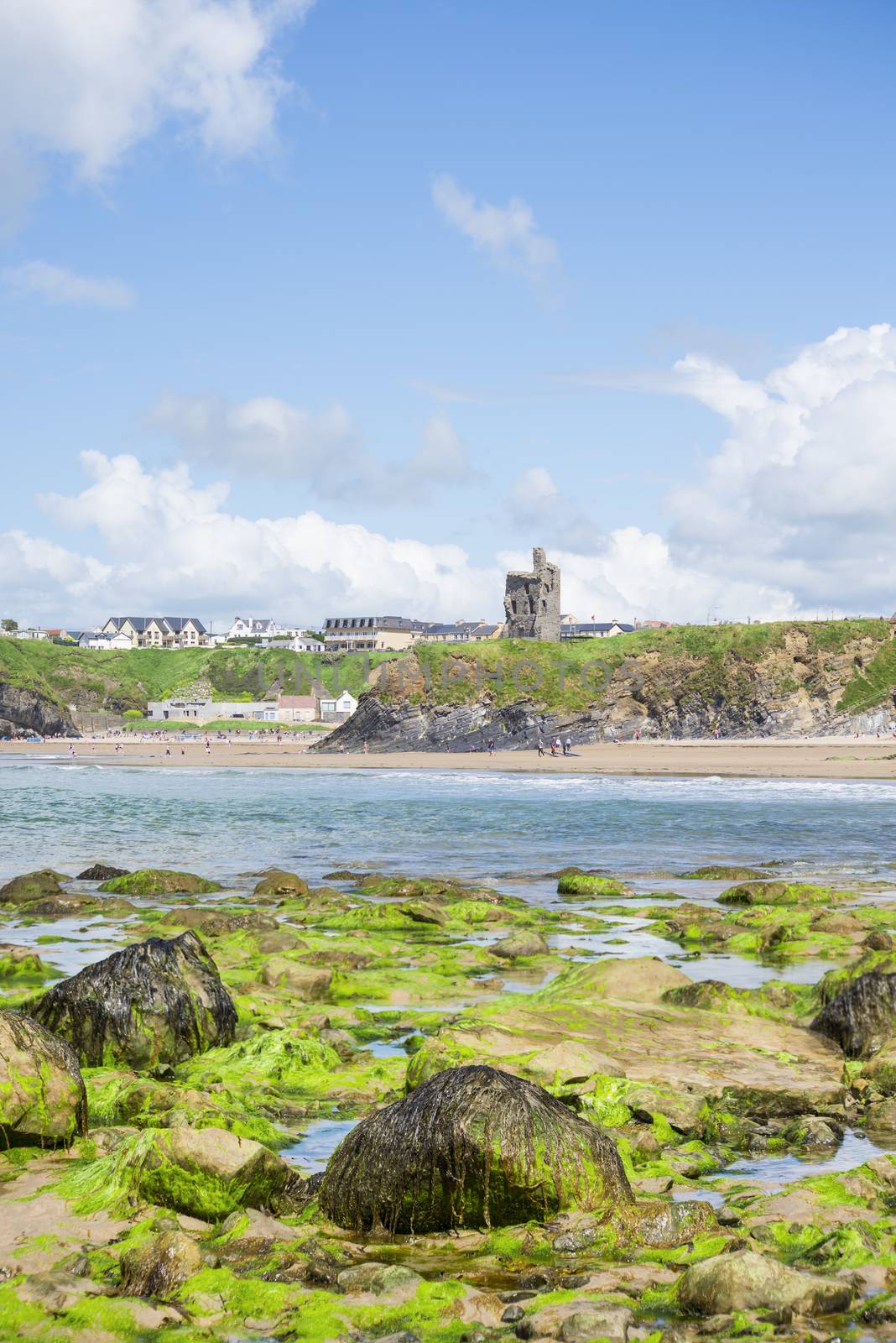 seaweed covered rocks with castle and cliffs on ballybunion beach in county kerry ireland