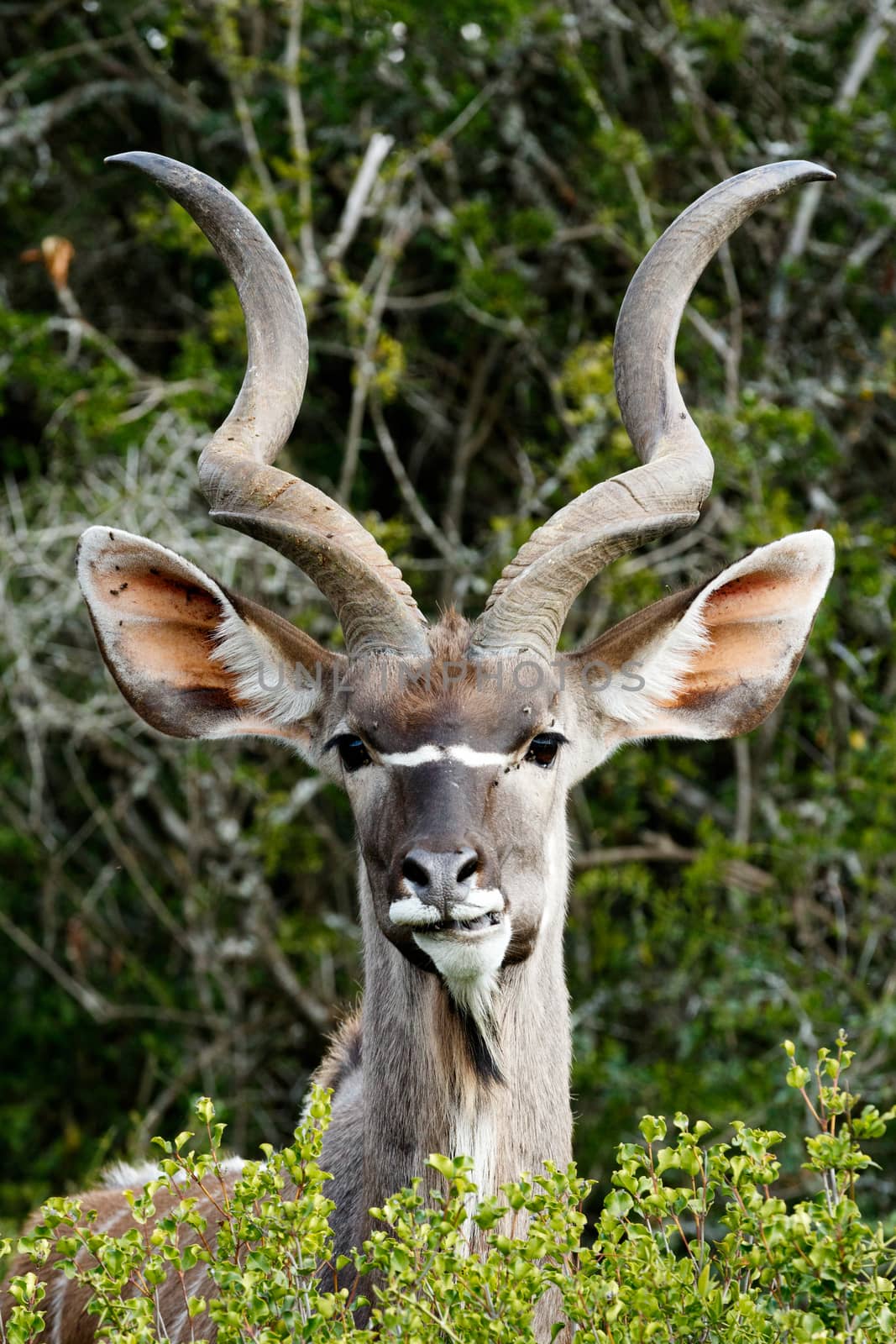 Grinding Your Teeth - Greater Kudu - Tragelaphus strepsiceros by markdescande