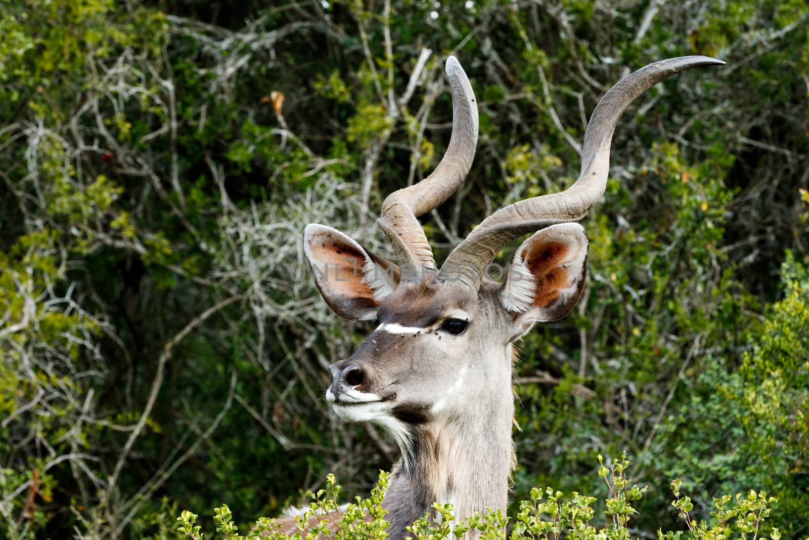 This Side Look - The Greater Kudu is a woodland antelope found throughout eastern and southern Africa. Despite occupying such widespread territory, they are sparsely populated in most areas.