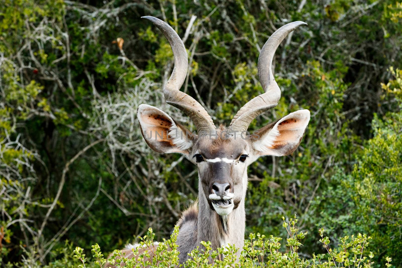 I See You - The Greater Kudu is a woodland antelope found throughout eastern and southern Africa. Despite occupying such widespread territory, they are sparsely populated in most areas.