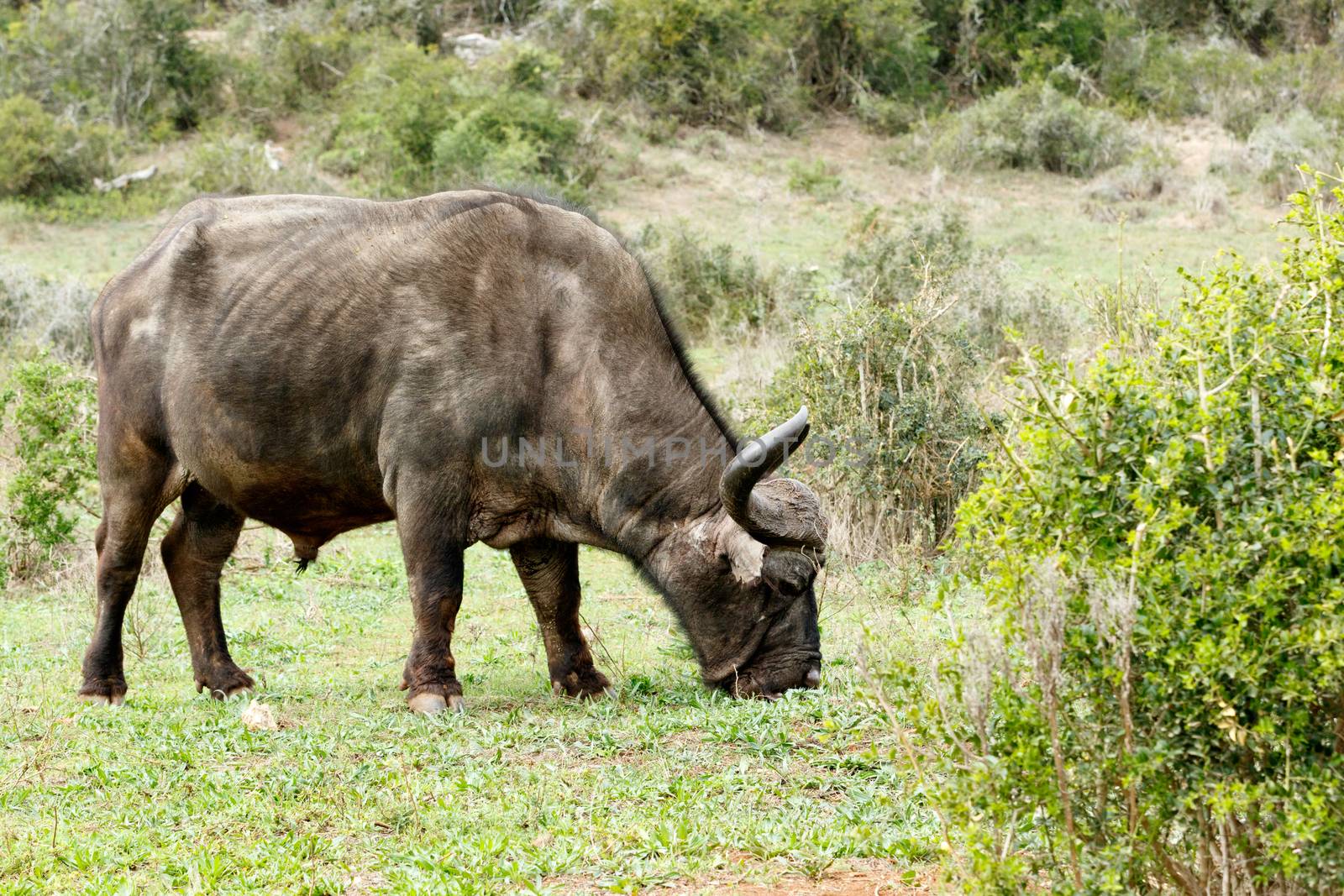 Smelling The Grass -  The African buffalo or Cape buffalo is a large African bovine. It is not closely related to the slightly larger wild water buffalo of Asia and its ancestry remains unclear.